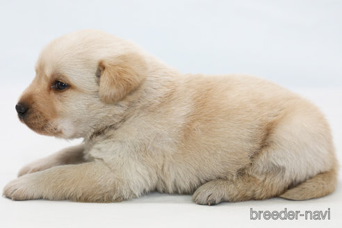 成約済の神奈川県のラブラドールレトリーバー-364261の3枚目